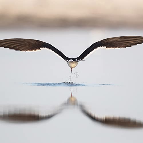 "Kalmomin Rayuwa","Labarai Mai Kyau","Wakokin Bishara"-Manyan Harsuna da ake a Najeriy /"W