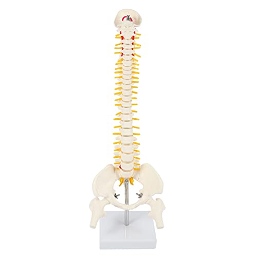 Nardamu 45Cm _1F1lŋȐҒŃfҒōՃflԂ̍ifA}bT[WAKp