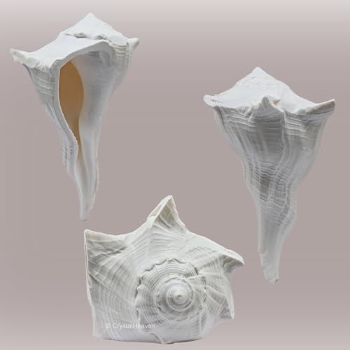 Image of Crystal Heaven Dakshinavarti Shankh Original - 3 to 4 inch inches Large Dakhinabarti Sankha for Puja Original Conch Shell - Natural Dakshinmukhi Shankh for Pooja, Meditation and Gifts