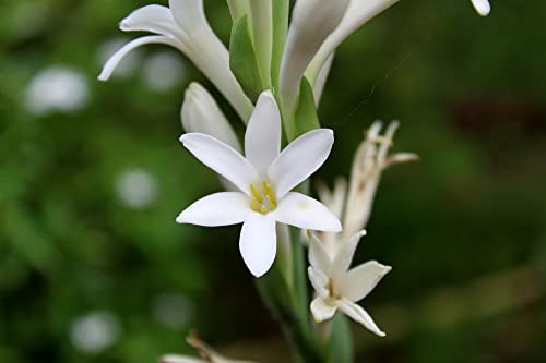 Polianthes tuberosa 'Tuberose' Single Bloom Bulbs / 5 Hardy Perennial Tubers That Produce Multiple Fragrant White Blooms in Early Fall by The Southern Bulb Company