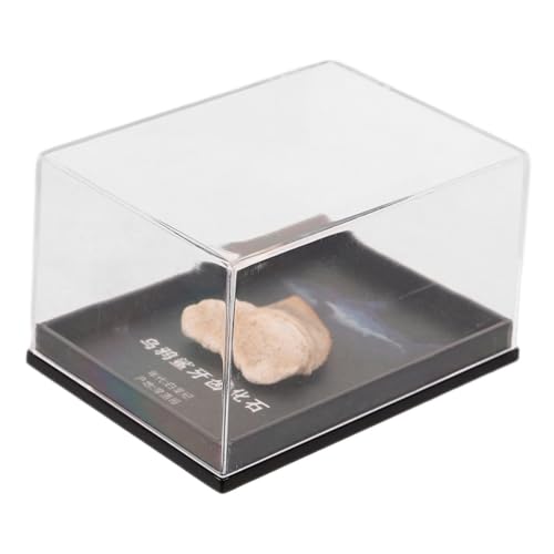 Veemoon Fossilized Model Educational Decor for Teaching Props and Geological Collectors Unique Teeth Ornament Display