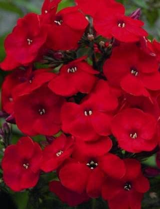 Green World PHLOX BEAUTY RED FLOWER SEEDS FOR KITCHEN GARDENING (150 seeds) (B09LT3FK6B) Amazon Price History, Amazon Price Tracker