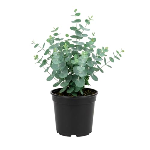 Eucalyptus Plant Live, Baby Blue Eucalyptus Tree Live,...
