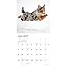 Willow Creek Press, Australian Shepherds Just 2026 Wall Calendar, 12'' X 12'', 18-Month Calendar with Stapled Binding