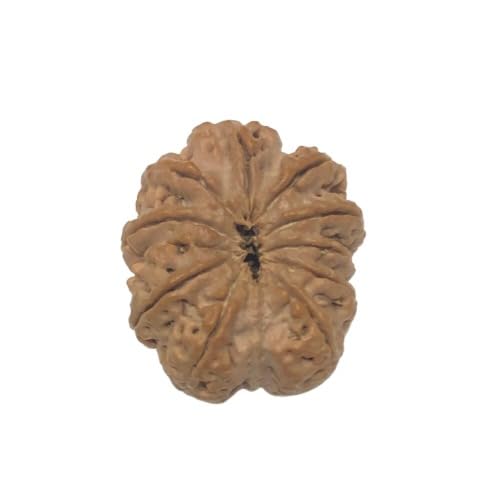 9 Mukhi Rudraksha | Spiritual Healing Loose Seed |Nepali Rudraksha | Perfect for Making Jewellery Rudraksh… (B0CBVQHVS9) Amazon Price History, Amazon Price Tracker