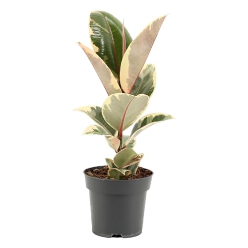 Trendyplants – Ficus Elastica Tineke – Albero di gomma – Pianta d'appartamento – Dimensioni vaso Ø 14 cm – Altezza 35 – 55 cm