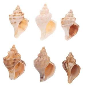 Toyvian 6St Muschelhörner für Einsiedlerkrebse