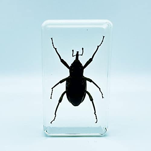Image of Assorted Styles of Beetle and Insect Specimens, Clear Amber Resin Material Ideal for Kids' Science Education, Collecting, and Home Decoration 2.4″*1.4″*0.7″ (No.34)