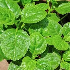 Malabar spinach seeds,100% germination (500 seeds)