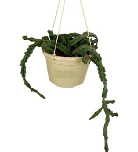 Planta natural Huernia, planta colgante en maceta de 15 cm. Cactus colgante. Suculenta colgante, decorativa. Segura Garden.