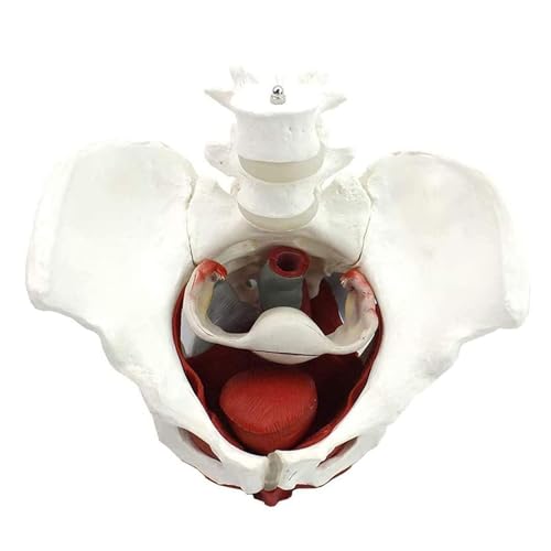 Modelo anatómico de pelvis femenina con órganos extraíbles, herramienta educativa de tamaño real para medicina y enseñanza