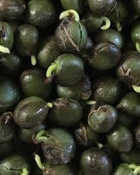 See full amazon price history chart for Curry leaf seeds for planting (20 seeds) Black Curry leaf seeds for planting (20 seeds) Black (B0C3YMHYYN) Amazon Price History, Amazon Price Tracker