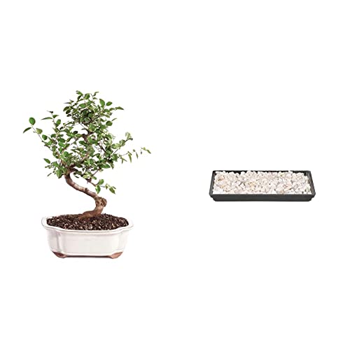 Brussel's Bonsai Live Chinese Sweet Plum Indoor Bonsai Tree-5 Years Old 6' to 10' Tall with Decorative Container, Medium, Blank & Brussel's 8' Humidity Tray with Decorative Rocks