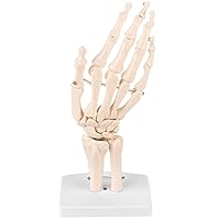 Walfront Skelettmodell für menschliche Hand und Handgelenk, medizinisch-anatomisches 1: 1-Skelettmodell für menschliche Handgelenkstudien für Schulen Krankenhauslaborausrüstung