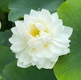 Image of Very Beautiful All Season White Water Lotus(Pack Of-1) /Water Kamal /Water Lily Plant (TUBER) Original Hybrid Veriety Blloming With In 30 Days For Outdoor & Indoor Live Plant.