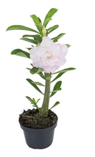 Mudas De Rosa Do Deserto Pequena