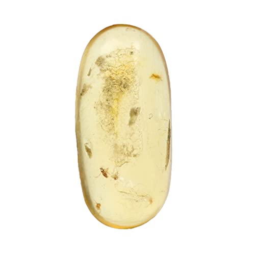 Ambre du Myanmar véritable ovale avec fossiles rares de collection