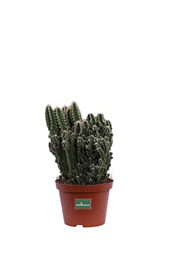 Pianta di Cereus Florida Cactus di Cereus Florida pianta grassa pianta da esterno pianta di Cereus ornamentale pianta vera venduta da eGarden.store (Vaso 10 cm)