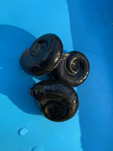 Teichschnecken für einen sauberen Gartenteich - EIN biologisches Gleichgewicht herstellen (10 Posthornschnecken)