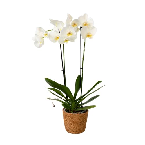 Plant in a Box - Orchidée papillon - Phalaenopsis dans panier décoratif - Hauteur 50-60cm - Pot 12cm - Plante d’intérieur fleurie - Adaptée aux chats