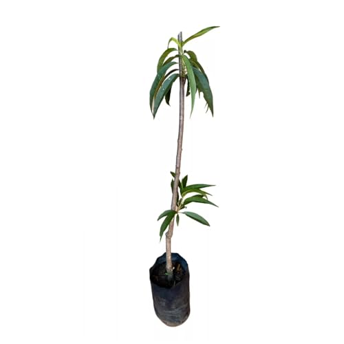 Genérico, Muda de Pêssego Rubimel 50 a 80cm AMK - Plantas Online