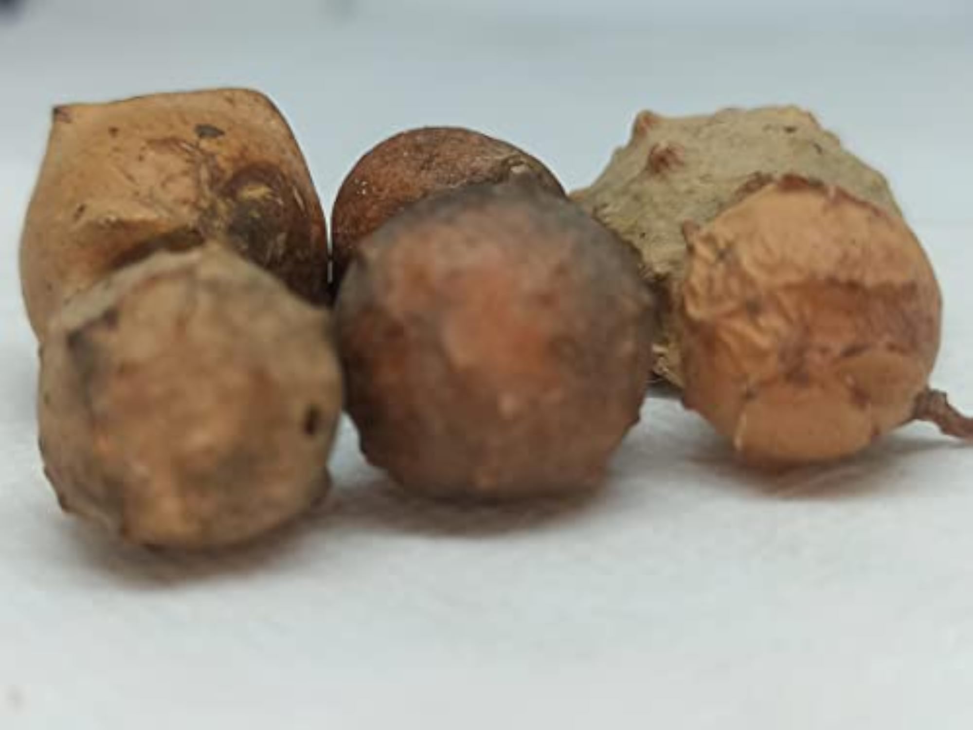 Holly Oak Gall 100 GM, Natural Health Supplement