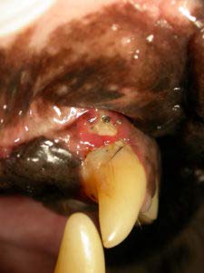 DERMAVET Lavapirox Zahnpasta vom Tierarzt mit Chlorhexidin- Vet Anti-Plaque C gegen Zahnstein und Zahnfleischentzündungen