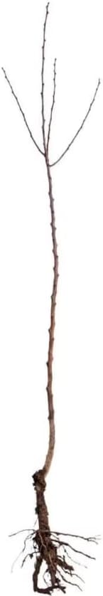 Miniatura 2 de Froze - 5 arces rojos - Plántulas de 12-24'' de altura - Plantas vivas - Acer rubrum