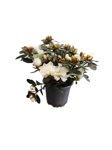 DECOALIVE Azalea Blanca Natural – Planta de Exterior Resistente y Elegante