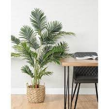 Indoor plants for living room big Natural Live A Big Size "Areca Palm" Tree (Pack of 1 With pot) || For Home Garden Tree Outdoor indoor plant-picture-33