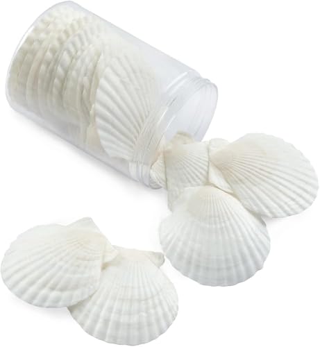 Image of QICQDRAM 16PCS Seashells for Crafts 3''-4'' Scallop Shells for Painting | White Large Scallop Sea Shells Bulk for DIY Beaching Cooking Wedding Decor