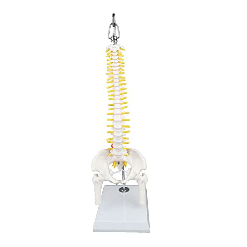 Image of Walter Products B10237 Mini Human Spinal Column Model