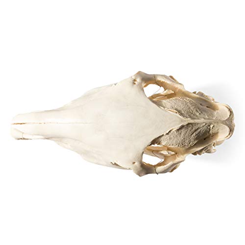 Image of 3B Scientific GmbH T300171 Horse Skull