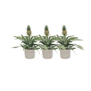 Ananas Comosus Ananas Boom – Ananasplant in grijze decoratieve tas – anti-snurkplant – onderhoudsvriendelijk…