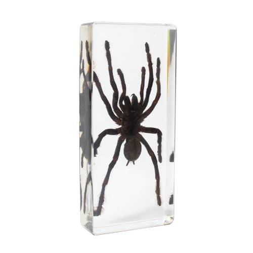 Image of Taxidermy Spider, 3pcs Insect Spiders Specimens in Resin for Closer-Look & Study in Safe Healthy, Novelty Fun & Educational for Classroom Teaching, Home Office Display (XS Size x2 + M Size x1)