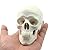 Ocean-Aquarius Mini Human Medical Anatomical Head Bone Skull Bone Model Educational Mini Model