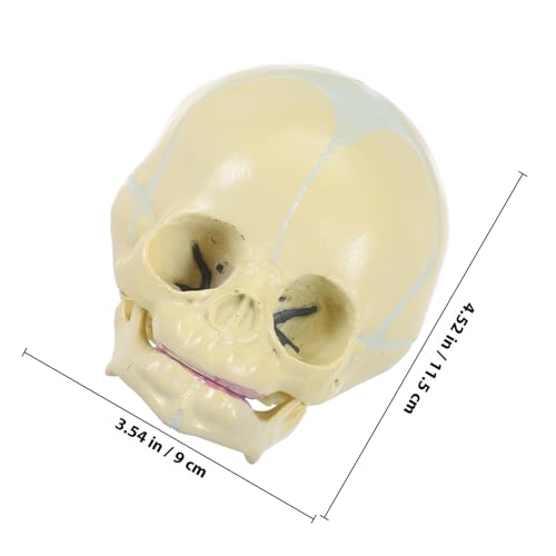 Modèle de crâne pédagogique anatomique Mikikit fœtus de 30 semaines - 2