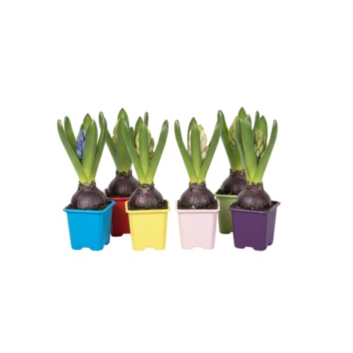 DECOALIVE Seis Jacintos Bulbos Vivos que Aportan Aroma Dulce y Belleza Primaveral Todo el Año