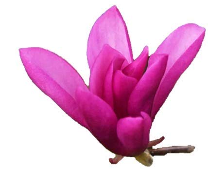 9Greenbox Ann Star Magnolia Tree - Outdoors Or Bonsai #TOP1