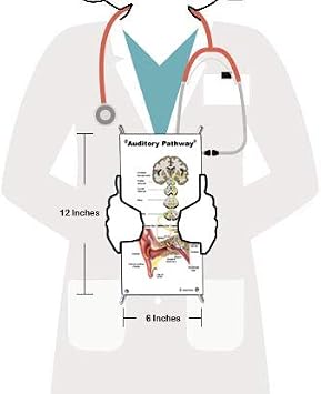 Blue Tree Publishing Auditory Pathway Mini Poster with X Stand, Hearing, Audiology