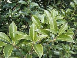 Miniatura 3 de Tea Olive Fortunei  3 plantas vivas  Planta de Osmanthus fragante para jardín y paisaje, arbusto de hoja perenne de rápido crecimiento