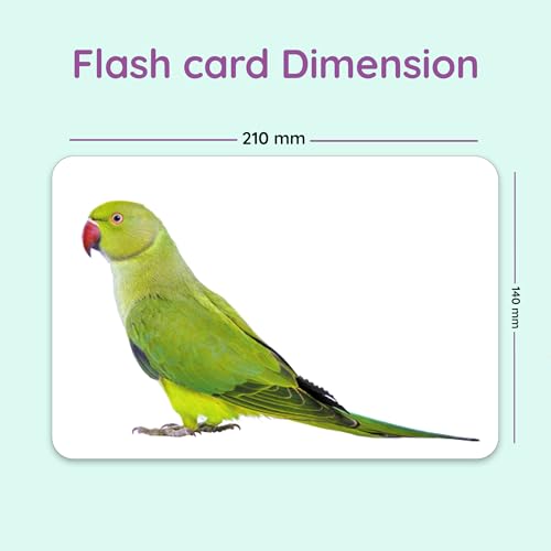 Image of Hungry Brain Flash Cards (Birds)