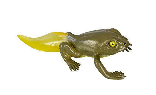 Safari Ltd Life Cycle Of A Frog #TOP6