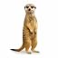 Meerkat