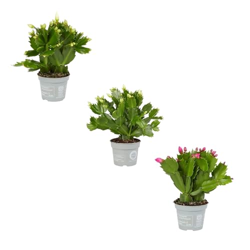Set de TRES Cactus de Navidad Schlumbergera Plantas Naturales Fáciles de Cuidar