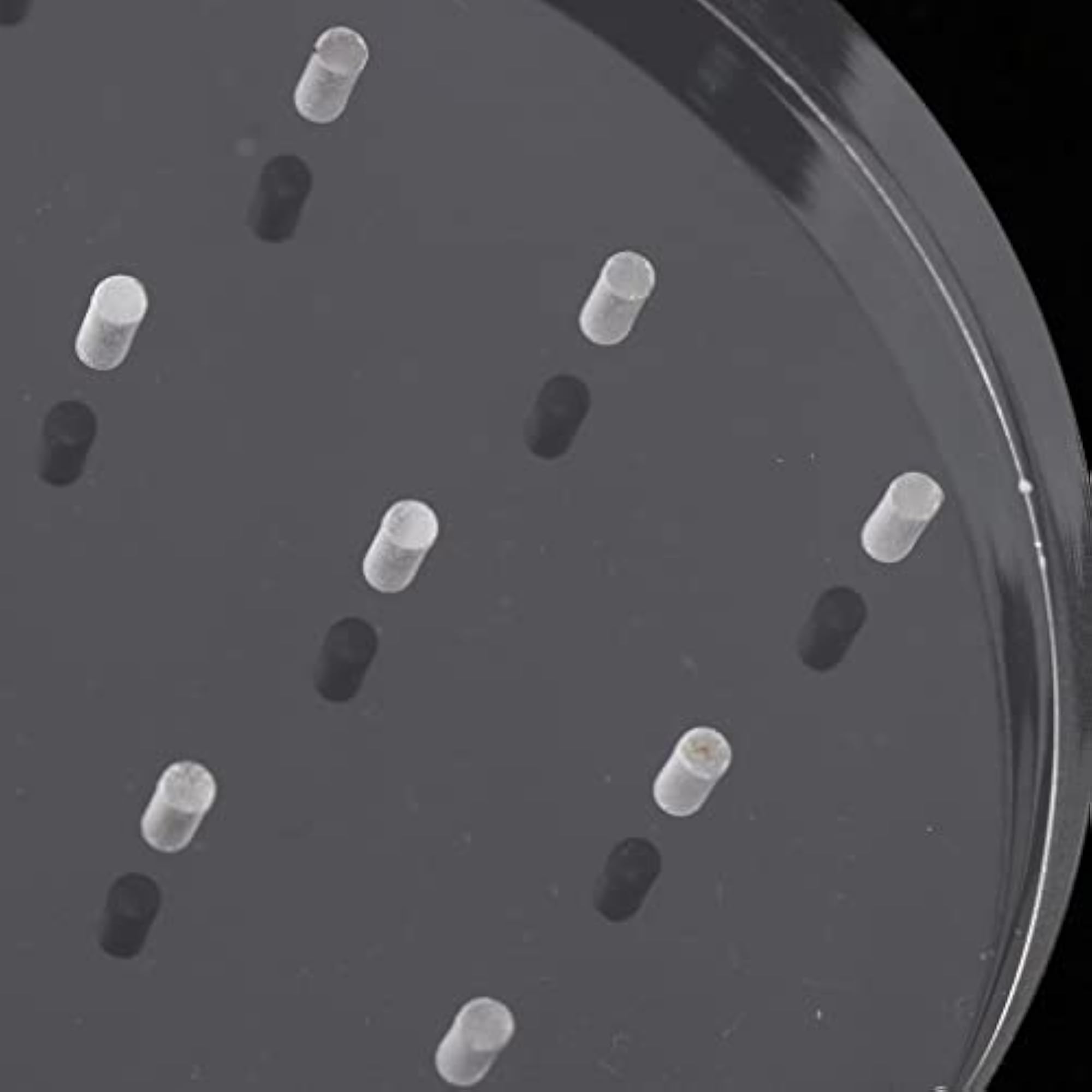 Acrylic 12 Holes Manicure Nail Art Drill Bit Holder