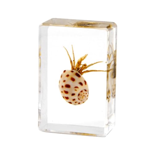 Image of Taxidermy Oceans Animals - Sea Creatures Specimen in Resin for Closer-Look & Study, Novelty Fun & Educational for Science Classroom Specimens, Home Office Decor, Unique Amazing Gift (1.8x1.2x0.7-inch)