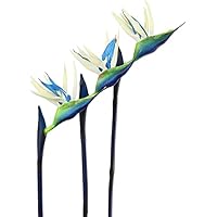 paradijsvogelbloem 80cm, per stuk - Tuincentrum Bull