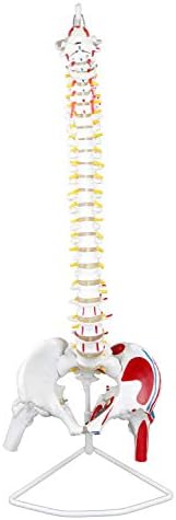 Vision Scientific VAV209 Life Size Spinal Column | W Muscle Occipital Bone, Sacrum Coccyx | 24 Vertebrae with Soft Disc | Pelvic Bones, Femur Head, Arteries, and Nerve Endings | W Manual