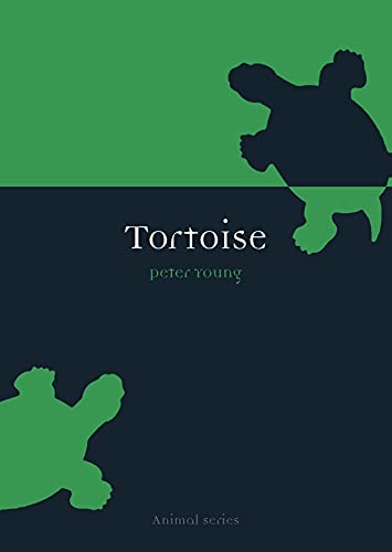 Tortoise (Animal) view 2